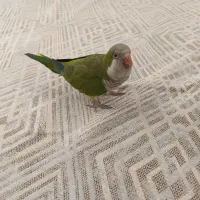 راهب