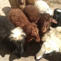 گوسفند