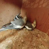 عروس هلندی با تخم