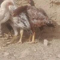 جوجه فروشی|حیوانات مزرعه|خواف, |دیوار