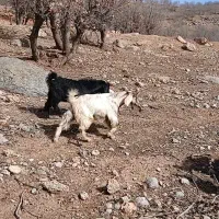 فروش پنج عدد بزغاله نر شیری چاق