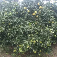 پرتقال تامسون و یافا سردرختی