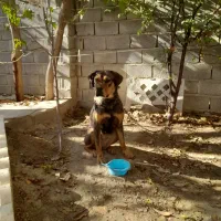 سگ ماده شکاری|سگ|سیرجان, |دیوار