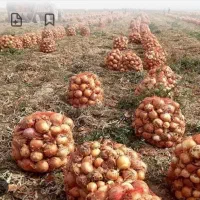 کنترات پیاز