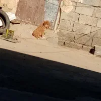 واگذاری توله|سگ|تربت جام, جلگه موسی آباد|دیوار