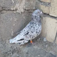 دورگ|پرنده|بندر ماهشهر, |دیوار