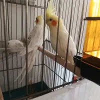 عروس مولد جفت به شرط