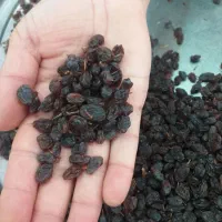 کشمش درجه یک