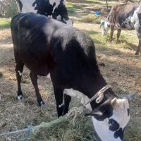 گاو ماده چاق هشتاد ملیون قیمت|حیوانات مزرعه|سندرک, |دیوار