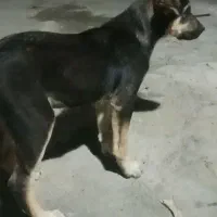 واگذاری توله عراقی