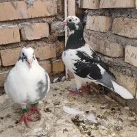 کبوتر ابلغ پلاکی