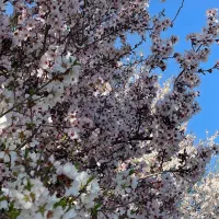 زمین کشاورزی متراژ بالا در شهر بافت