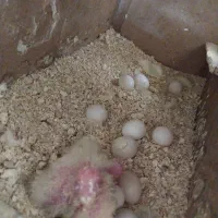 عروس هلندی لوتینیو روی ۳تا جوجه