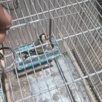 فروش جوجه سهره تازه تخت|پرنده|سقز, |دیوار