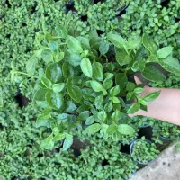 گل ناز ،برگ بیدی ، خرفه