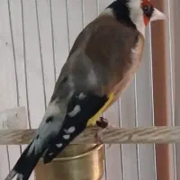 سره های متولد قفس دهن دار|پرنده|ری, شهادت|دیوار