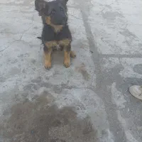 توله ماده ژرمن سه ماه