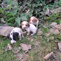 واگذاری۳ توله سگ نر