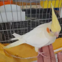 جوجه عروس هلندی|پرنده|تهران, دهم فروردین|دیوار