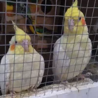 عروس هلندی