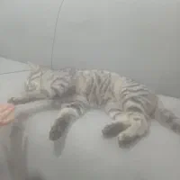 گربه اهلی کاملا خونگی|گربه|گنبد کاووس, |دیوار