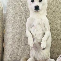 سگ گمشده|حیوانات|رفسنجان, |دیوار