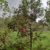 کاج مطبق ۴ متری ۱۲ ساله