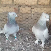 ۲ جفت کفتر رنگی وپلاکی|پرنده|آباده, |دیوار