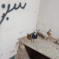 کبوتر طوقی|پرنده|شیراز, سینما سعدی|دیوار