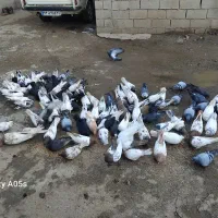 کبوترکله ای بفروش میرسد