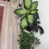 گل و گلدون|گل و گیاه طبیعی|قم, سالاریه|دیوار