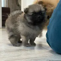 پامرخرسی2ماهه‌وارداتی‌بوفیس‌سایزخیلی‌ریز فقط 5/700