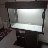 آکواریوم|ماهی|محمدیه-قزوین, |دیوار