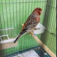 قناری سرخ ردفاکتور وجوجه قناری چغندری سرخ