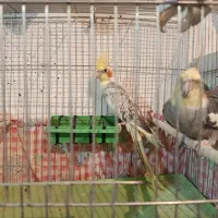 عروس هلندی مولد