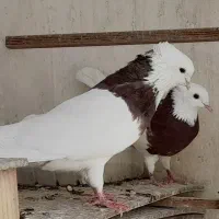 کبوتر طوطی ملنگو عروس هلندی قناری طوطی برزیلی