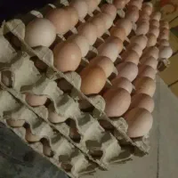 تخم مرغ محلی گلپایگانی