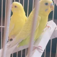 یک جفت مرغ عشق خوش رنگ|پرنده|مشهد, هفده شهریور|دیوار