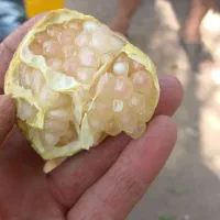انار شیرین