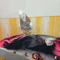 طوقی نر|پرنده|آبپخش, |دیوار