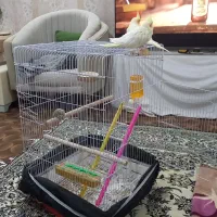 عروس هلندی|پرنده|تبریز, |دیوار