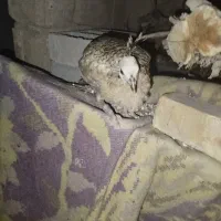 فروش یک عدد جوجه طاووس|حیوانات مزرعه|قیروکارزین, |دیوار