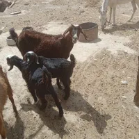 بز مری با کهره