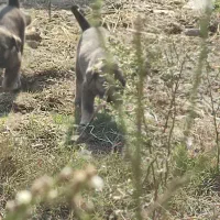 واگذاری سگ|سگ|رستمآباد, |دیوار