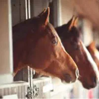 پانسیون اسب|اسب و تجهیزات اسبسواری|شهریار, اسکمان|دیوار