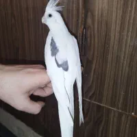 طوطی عروس هلندی نر تک خال مست سخنگو