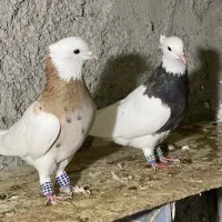 کبوترطوقی|پرنده|چابهار, |دیوار