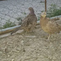 انواع محلی و زینتی|حیوانات مزرعه|مینودشت, |دیوار