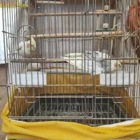 عروس هلندی جفت