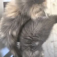 واگذاری بچه گربه پرشین|گربه|کرمان, |دیوار